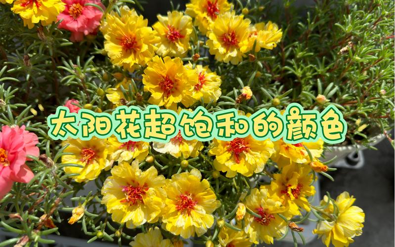 柠檬鲜果供应